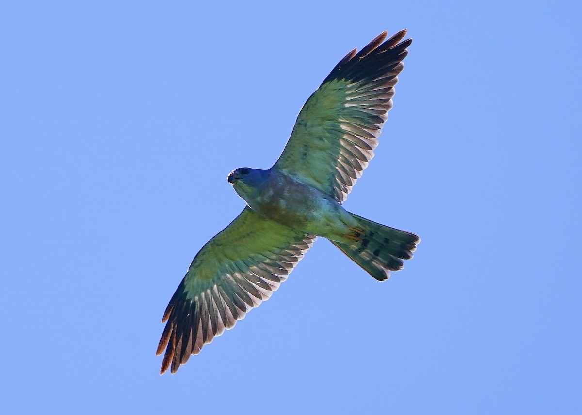 Chinese Sparrowhawk - ML642797778