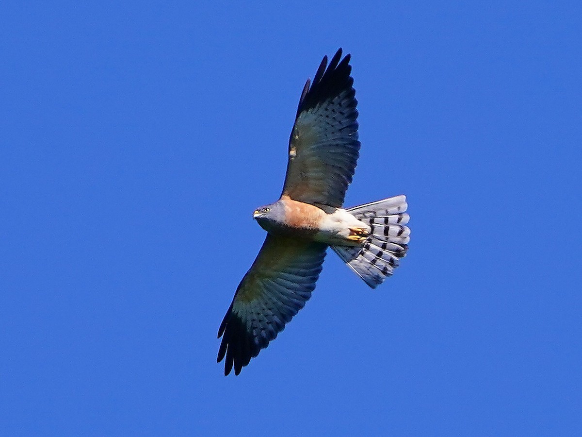 Chinese Sparrowhawk - ML642797790