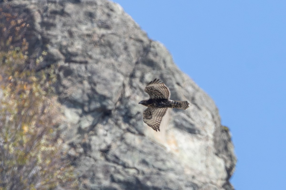 Red-tailed Hawk (Harlan's) - ML642797791
