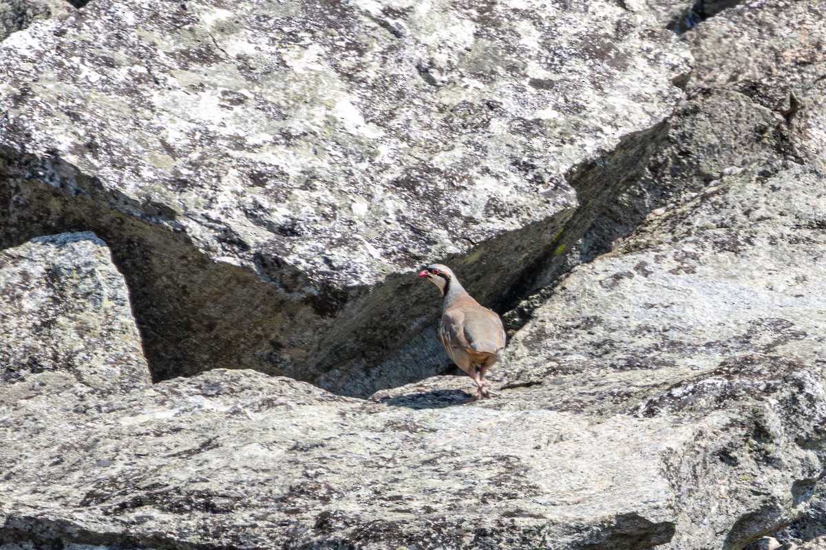 Chukar - ML642797800