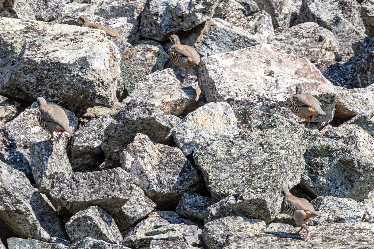 Chukar - ML642797801