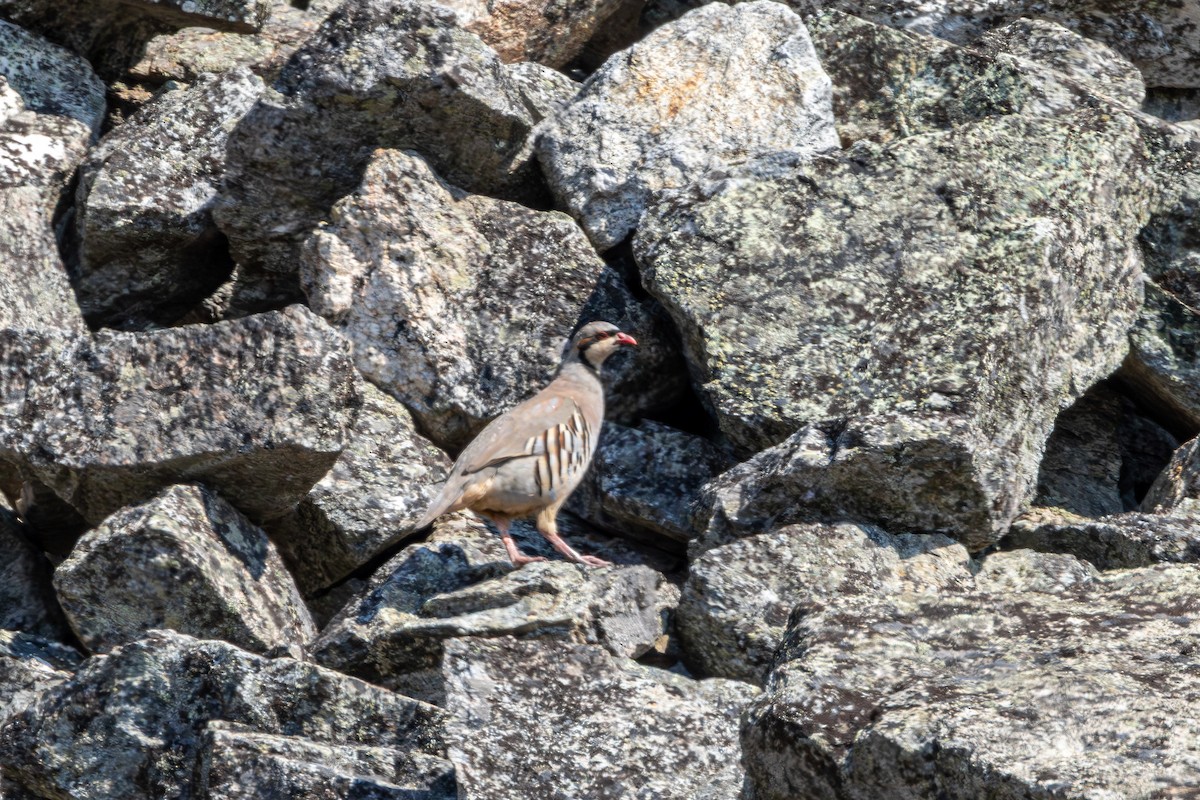 Chukar - ML642797802