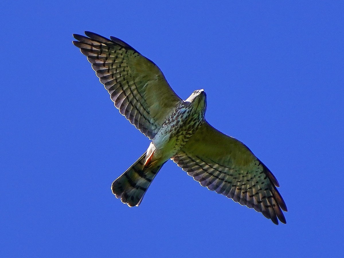 Chinese Sparrowhawk - ML642797803