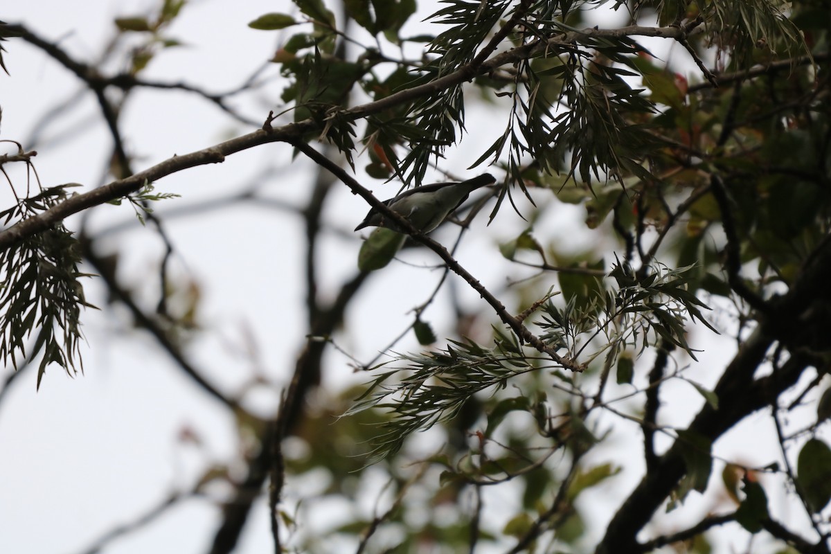 Malabar Woodshrike - ML642797804