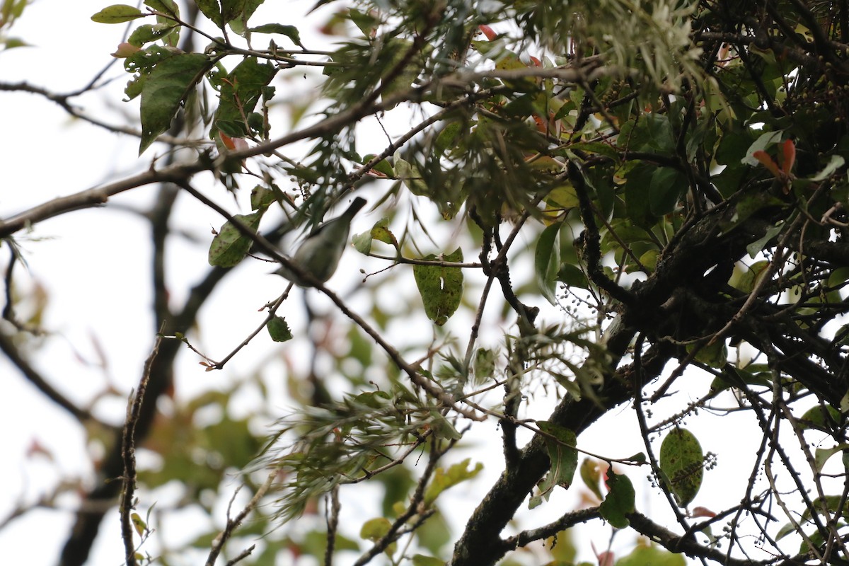 Malabar Woodshrike - ML642797805