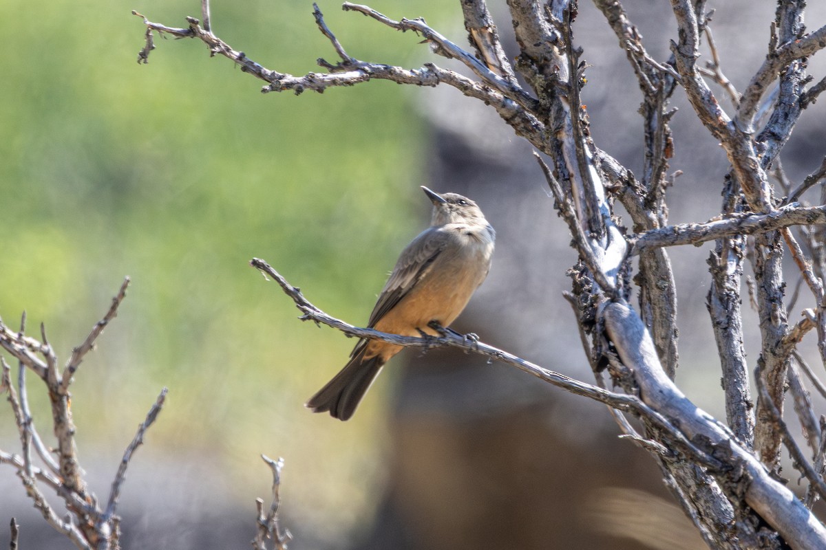 Say's Phoebe - ML642797806