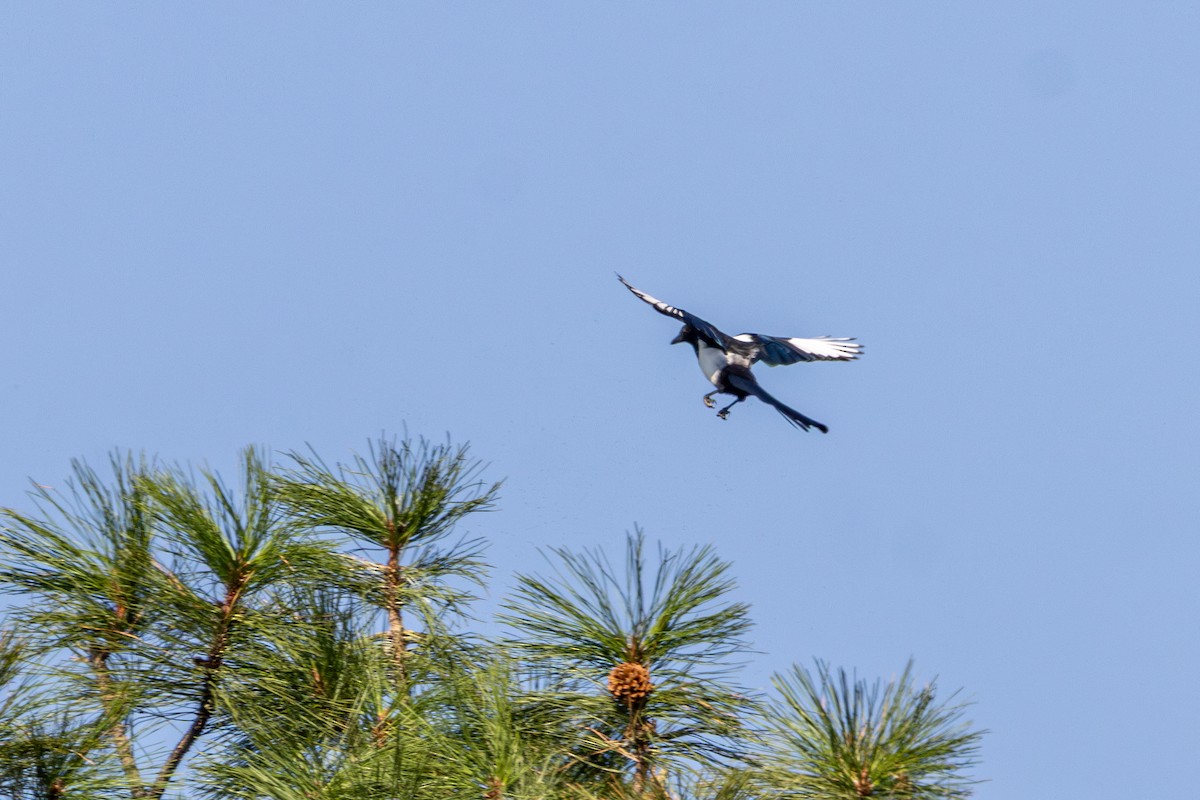 Black-billed Magpie - ML642797807
