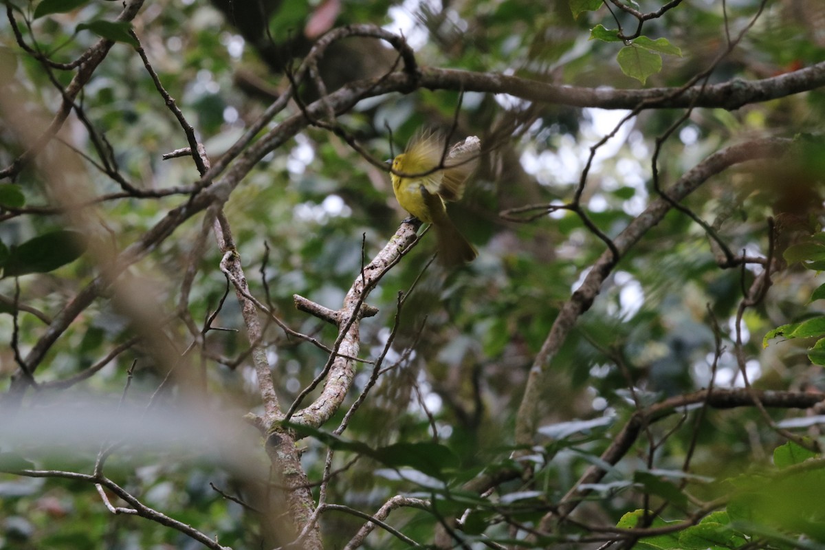 Yellow-browed Bulbul - ML642797808