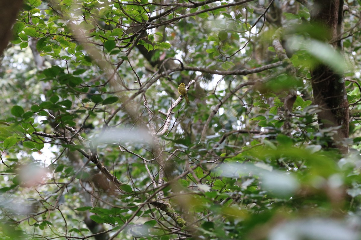 Yellow-browed Bulbul - ML642797809