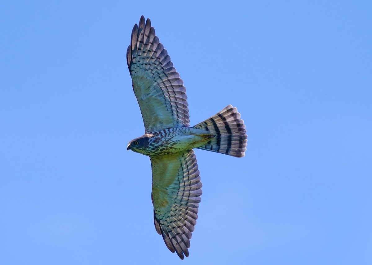 Chinese Sparrowhawk - ML642797810