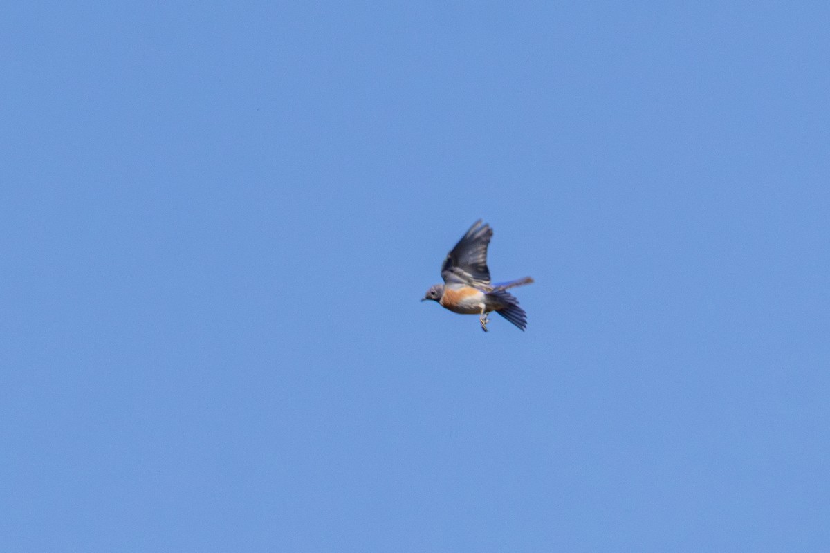 Western Bluebird - ML642797831