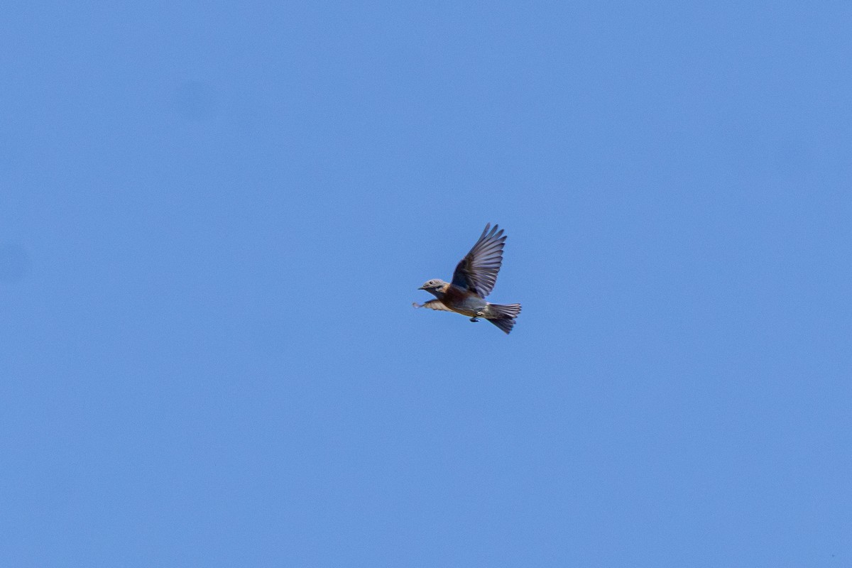 Western Bluebird - ML642797832