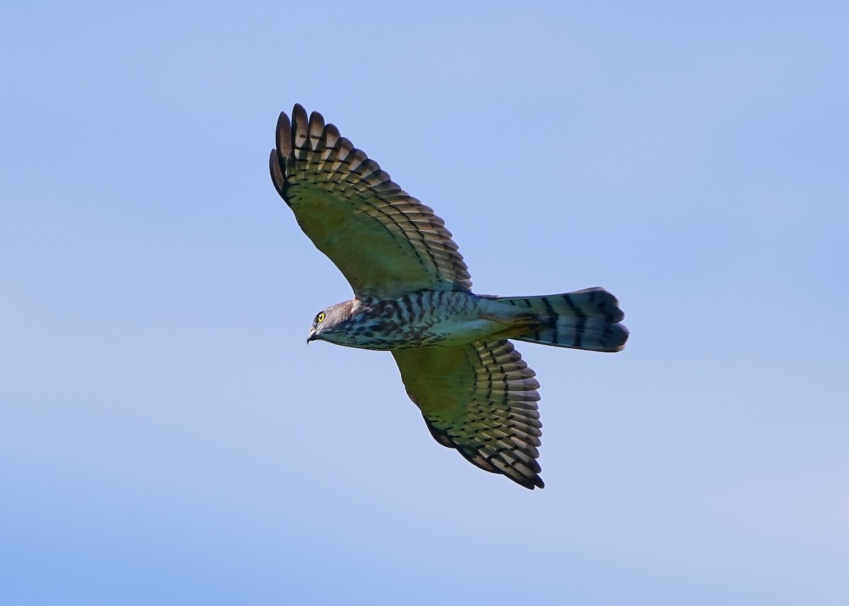 Chinese Sparrowhawk - ML642797856