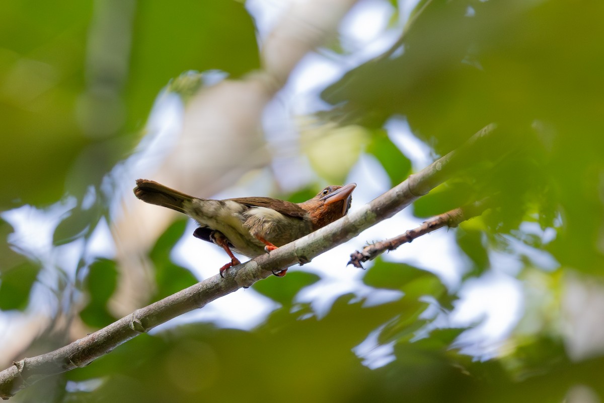 Brown Barbet - ML642797868