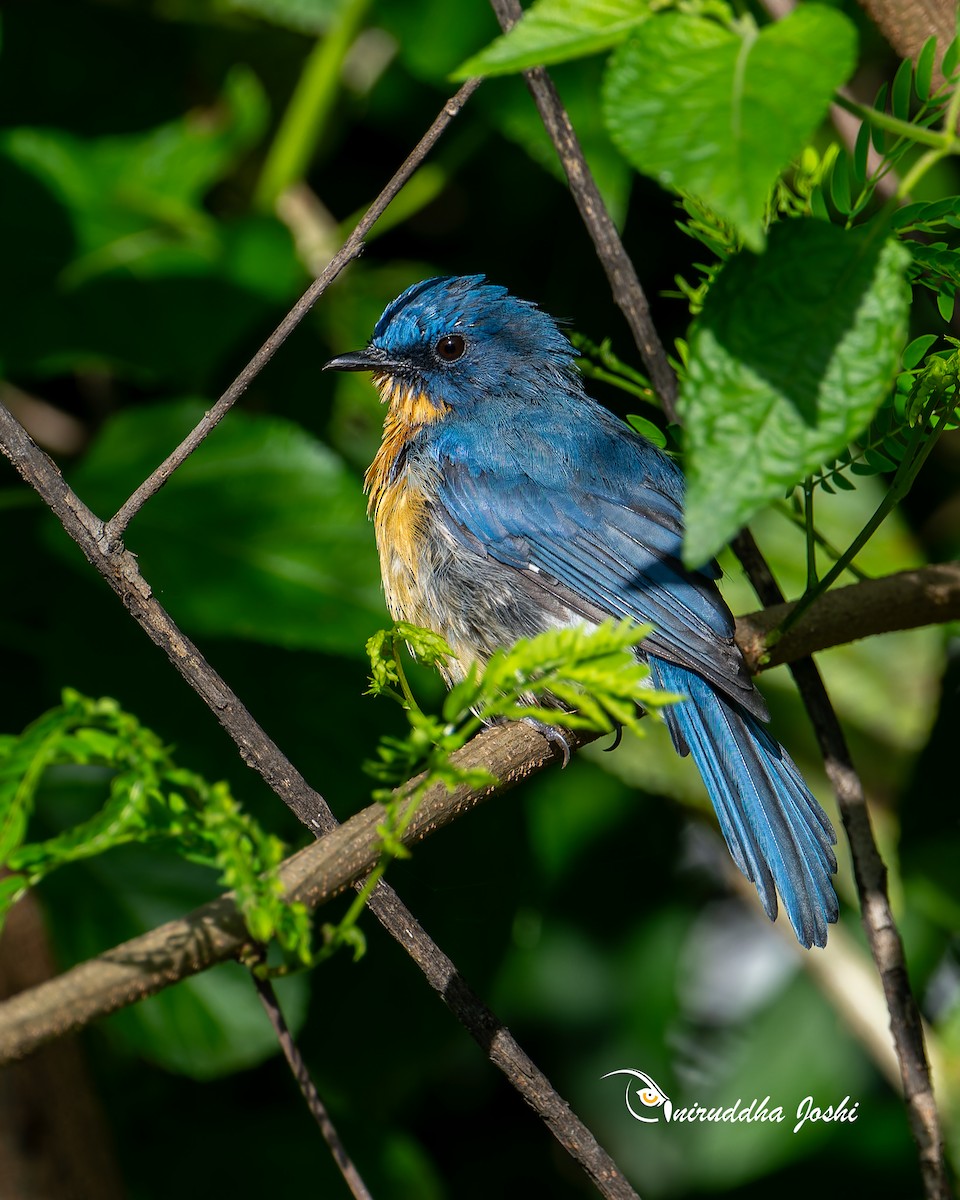 Tickell's Blue Flycatcher - ML642797869