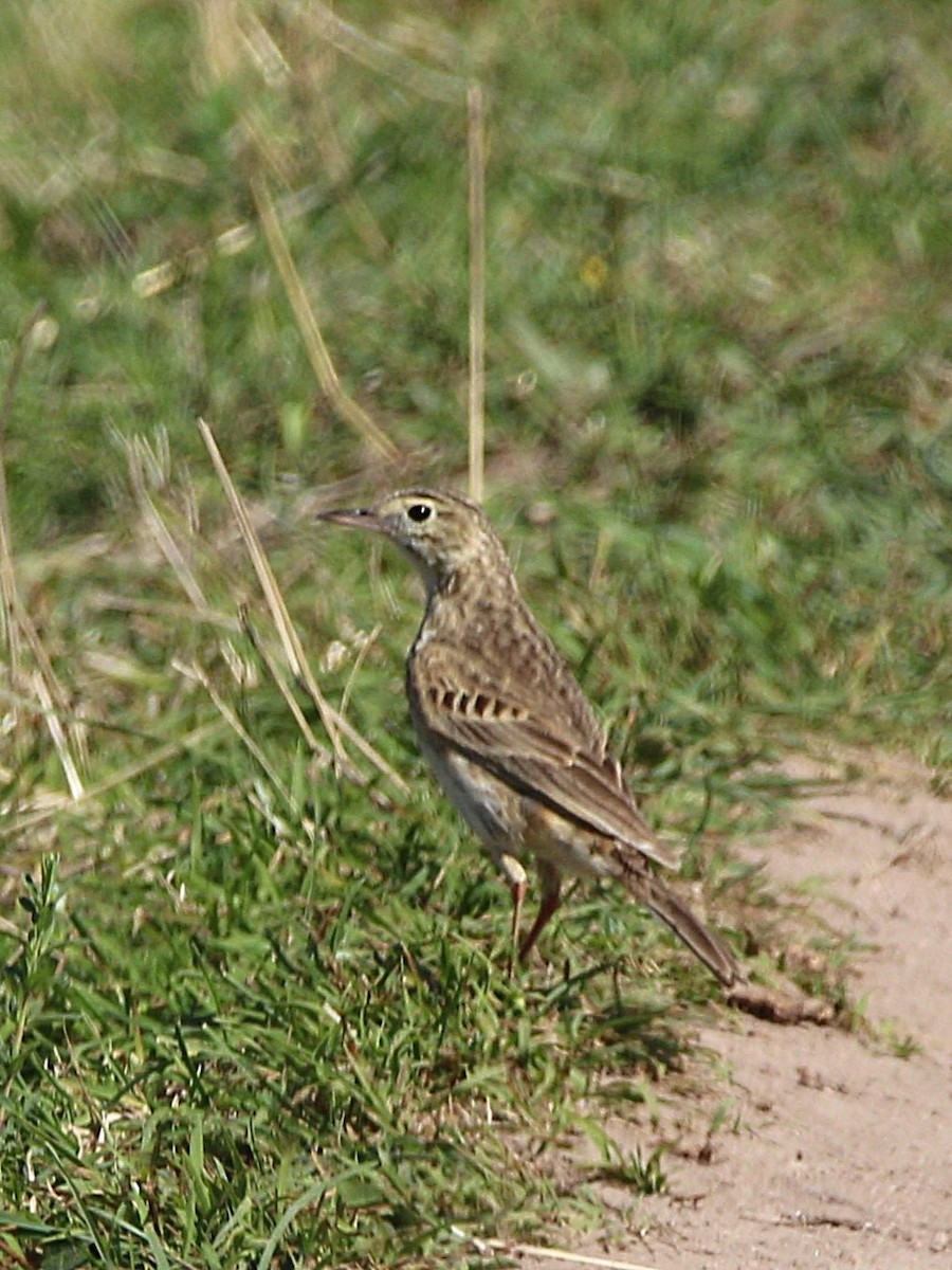 Australian Pipit - ML642797879