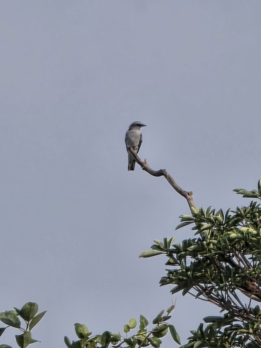 Common Woodshrike - ML642797882