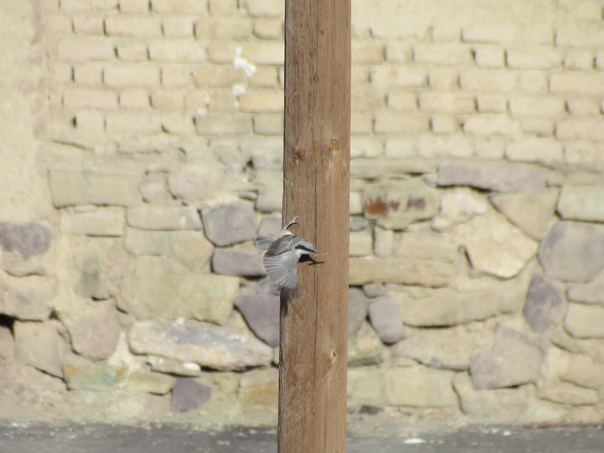 Eastern Rock Nuthatch - ML642797903
