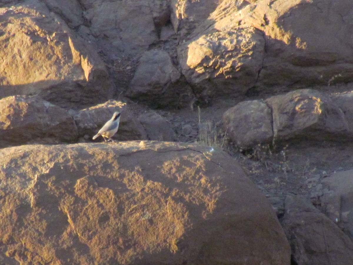 Eastern Rock Nuthatch - ML642797904