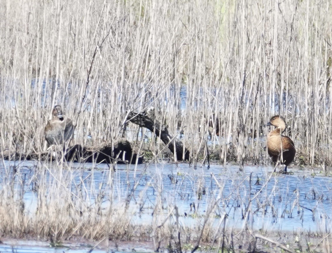 Wandering Whistling-Duck - ML642797917