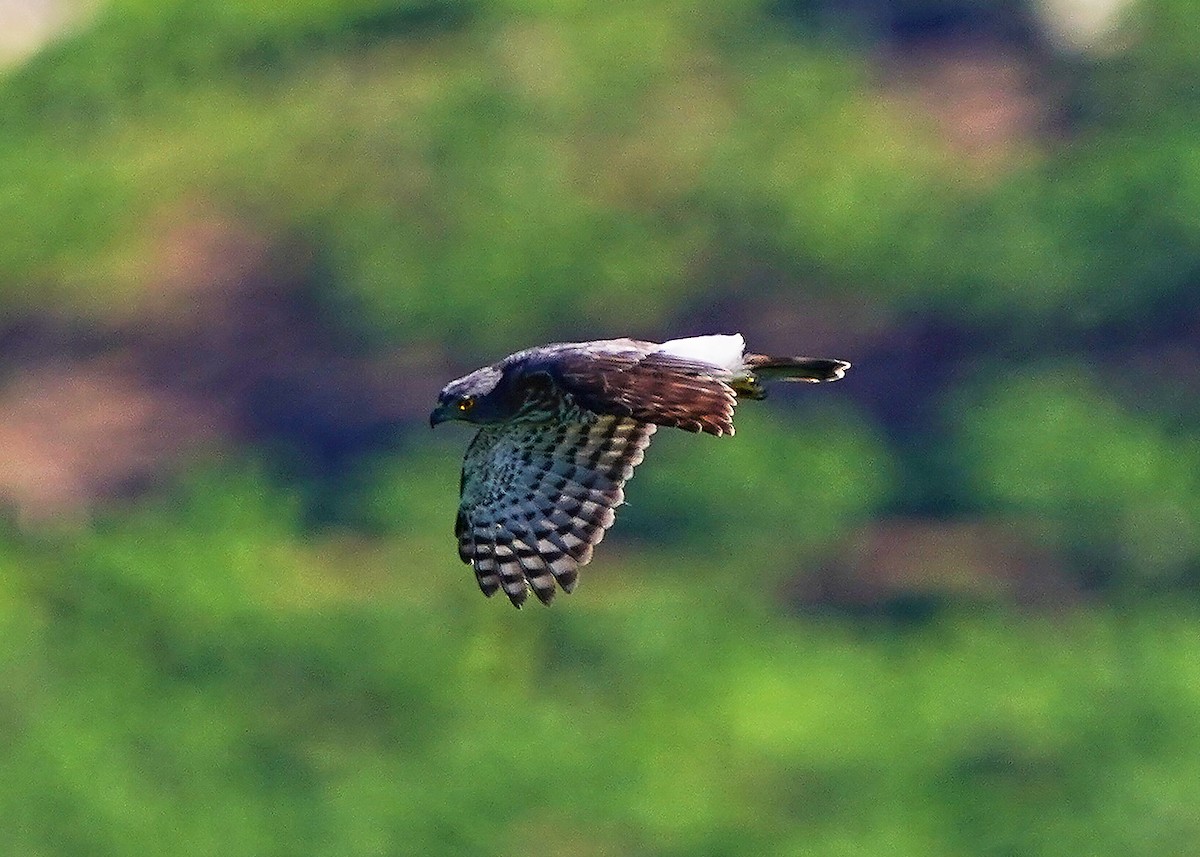 鳳頭蒼鷹 - ML642797918