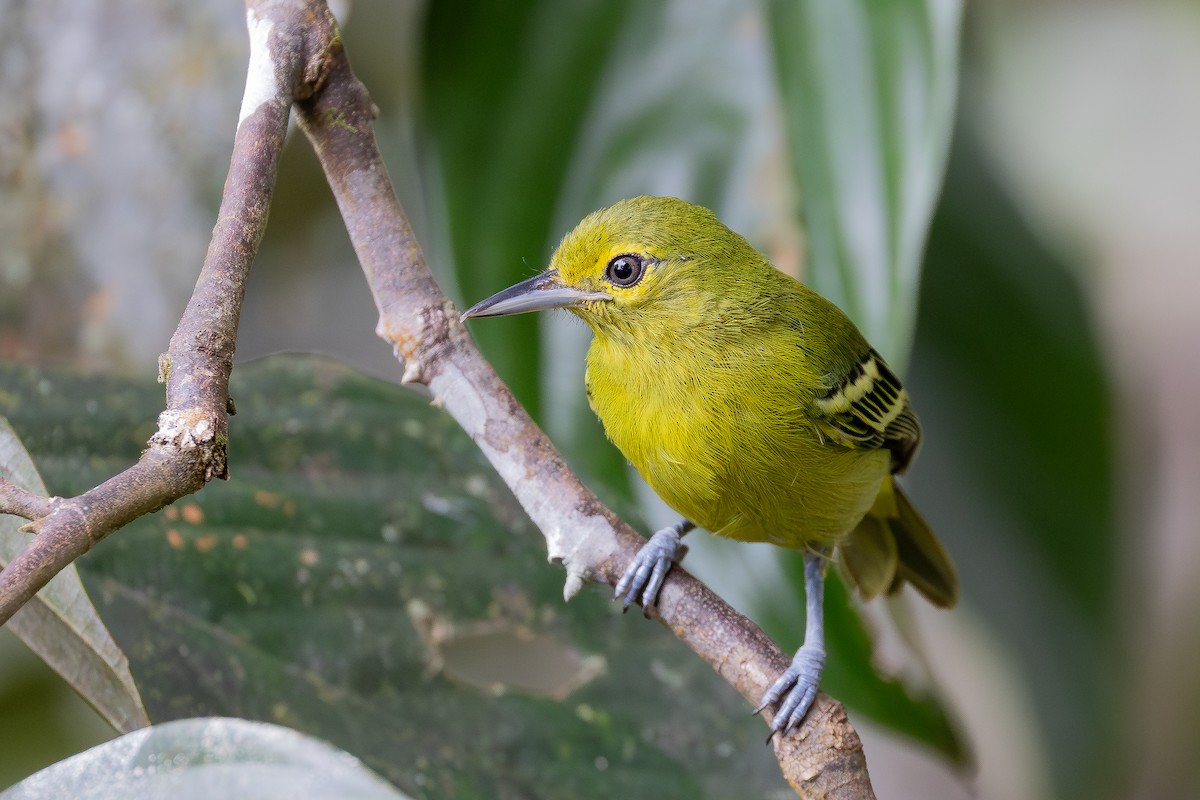Green Iora - ML642797924