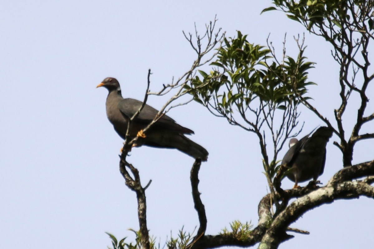 Band-tailed Pigeon - ML642797958