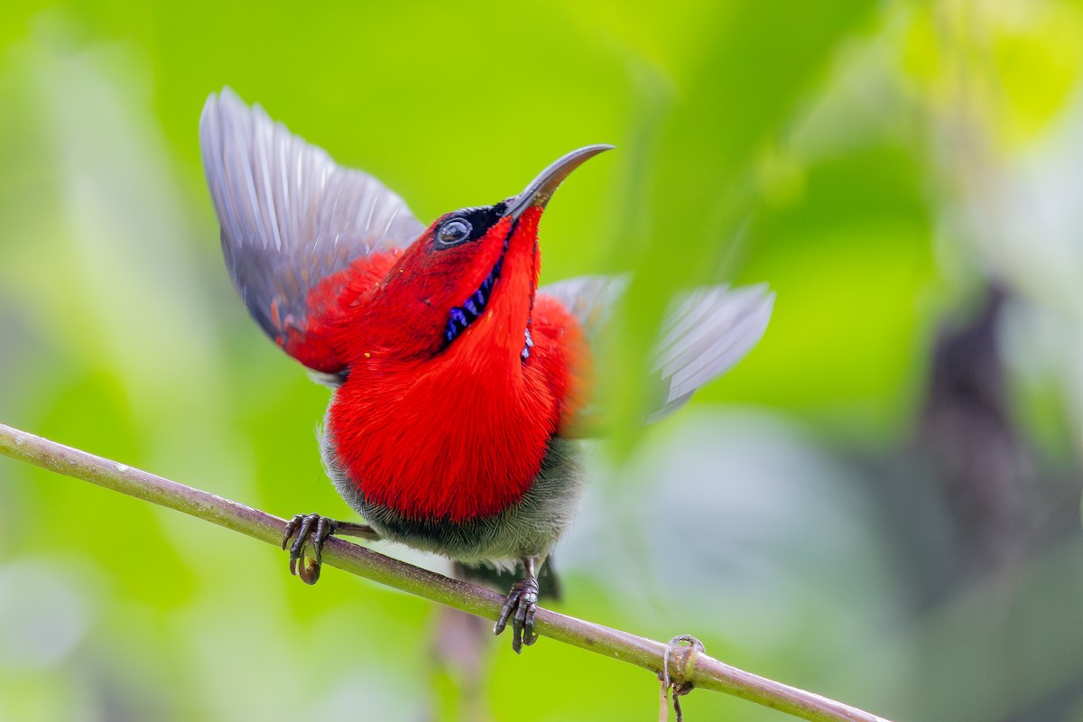 Crimson Sunbird (Crimson) - ML642797964