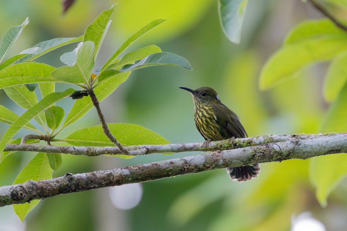 Purple-naped Spiderhunter - ML642797968