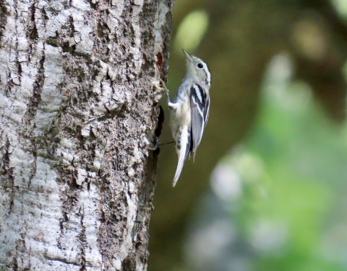 Black-and-white Warbler - ML642797971