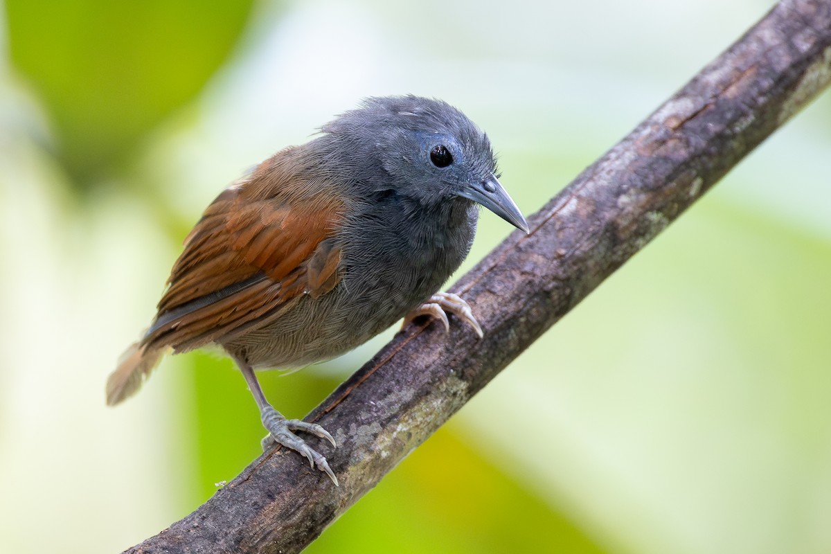 Gray-hooded Babbler - ML642797972