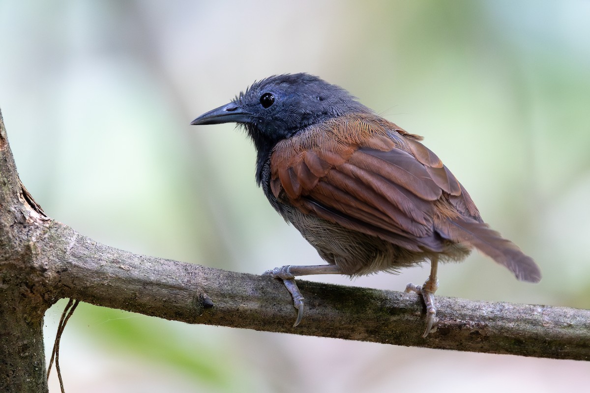 Gray-hooded Babbler - ML642797974