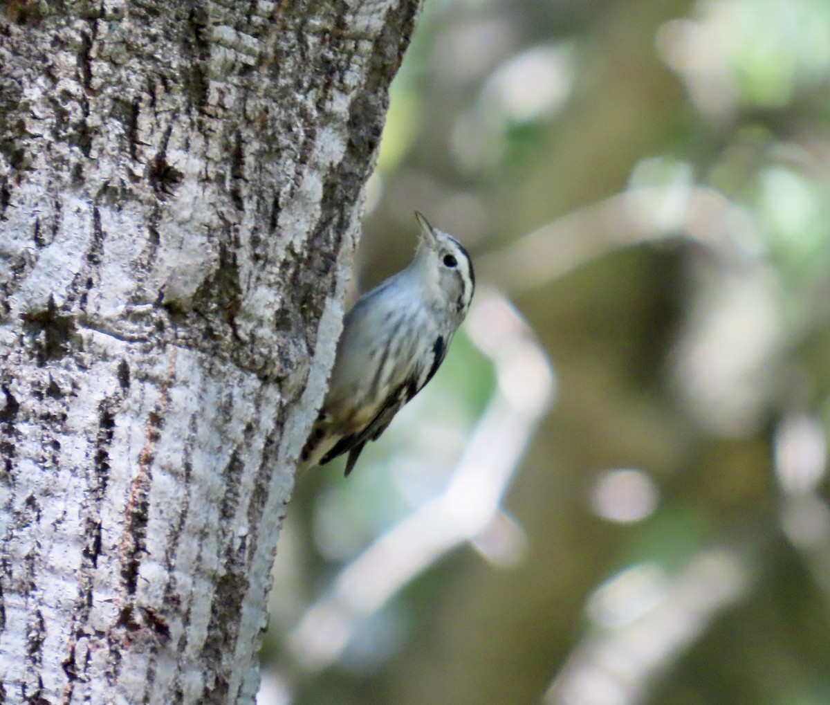 Black-and-white Warbler - ML642797975