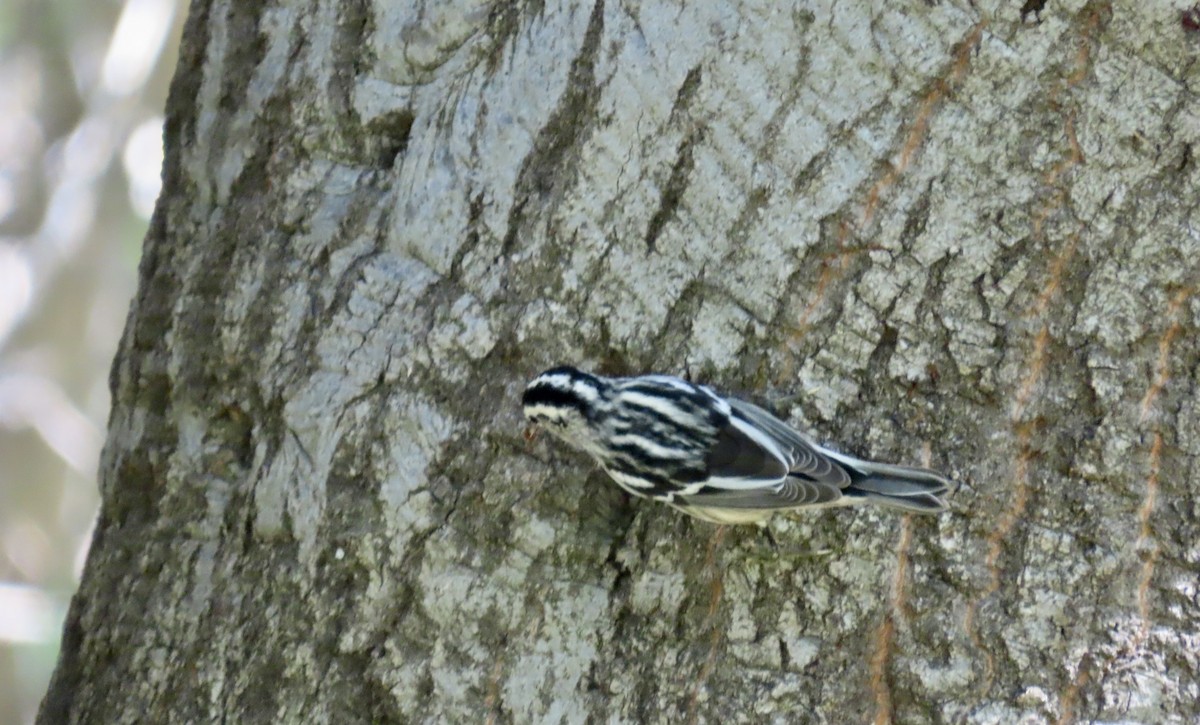 Black-and-white Warbler - ML642797978