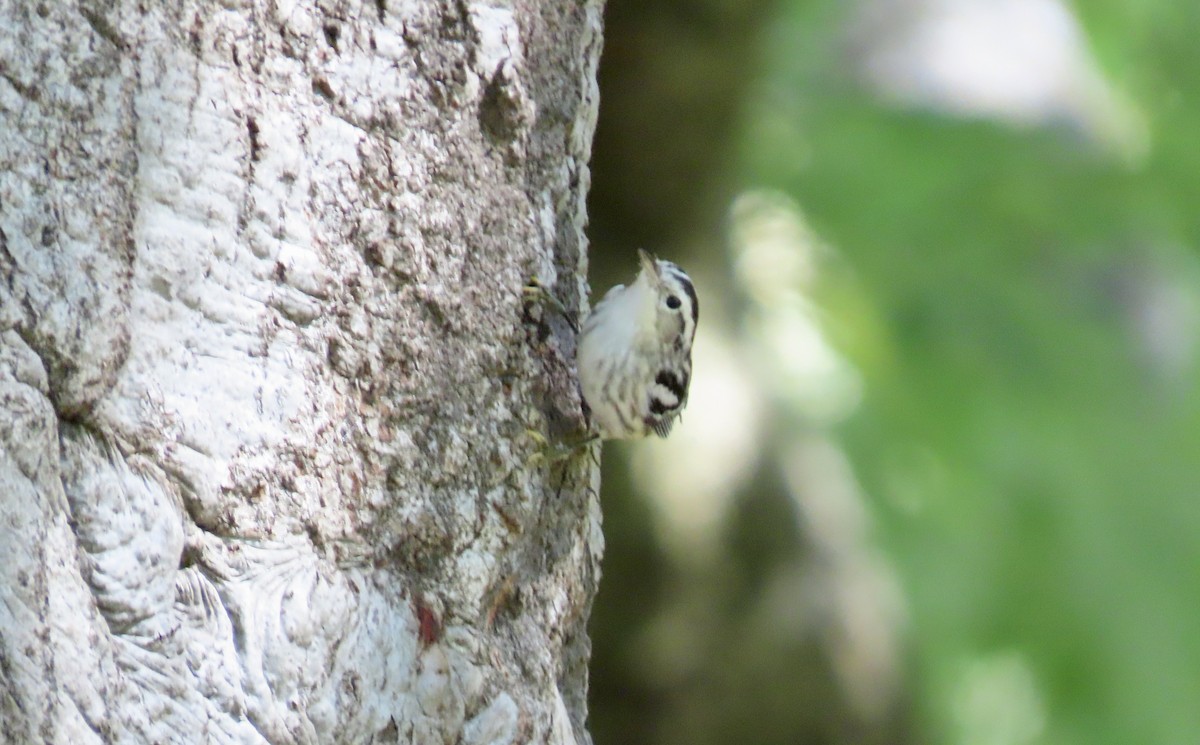 Black-and-white Warbler - ML642797979