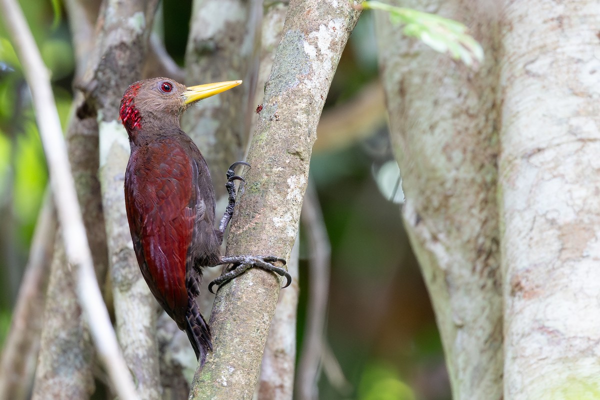 Maroon Woodpecker - ML642797991