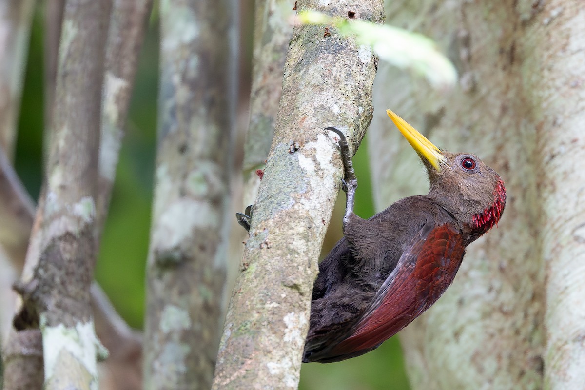 Maroon Woodpecker - ML642797992