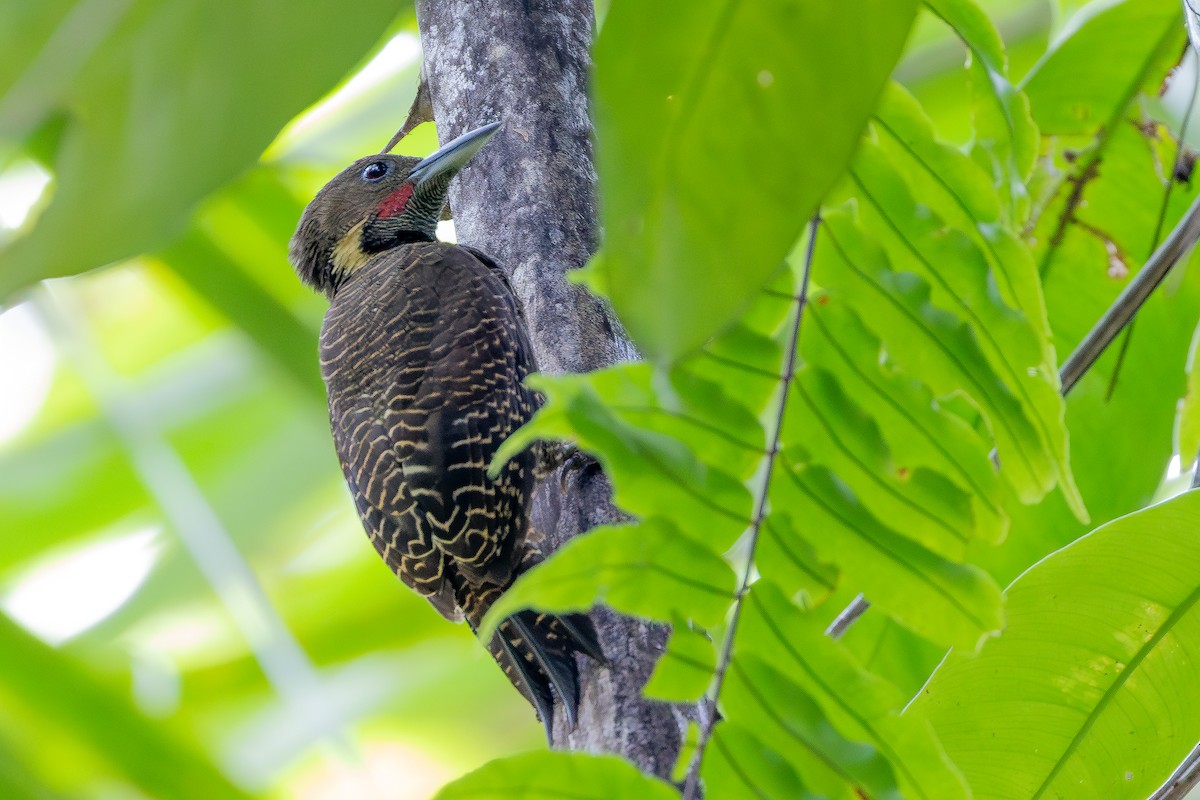 Buff-necked Woodpecker - ML642797994