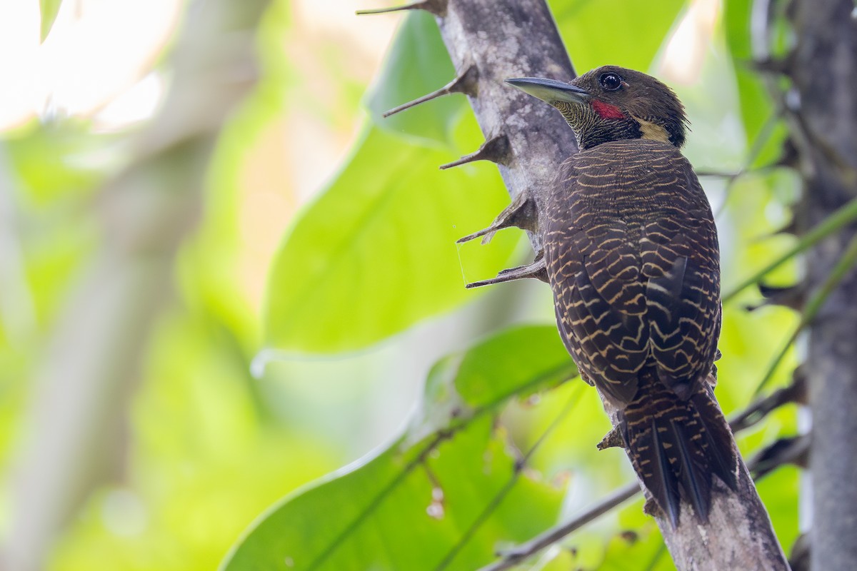 Buff-necked Woodpecker - ML642797995