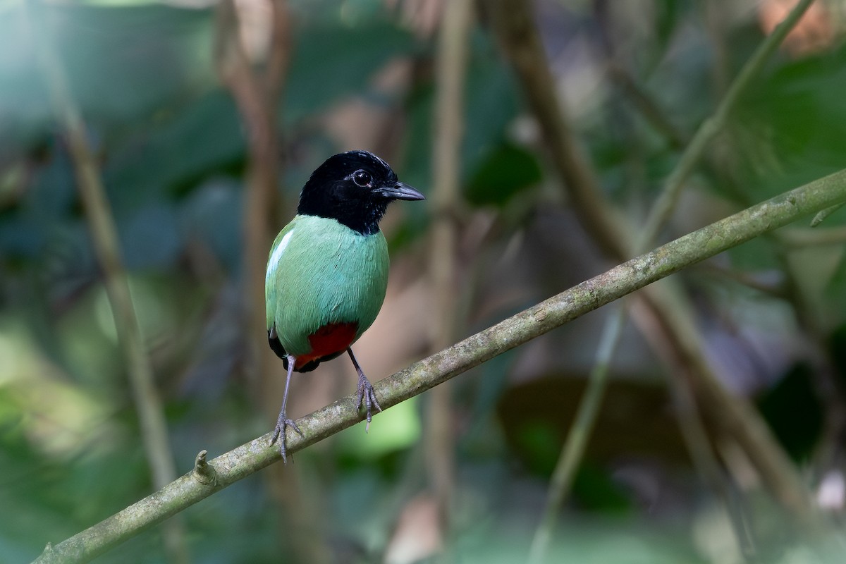 Western Hooded Pitta - ML642797997