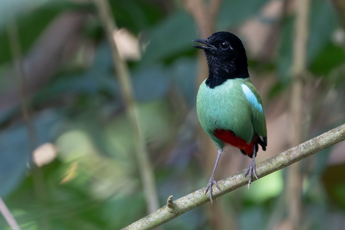 Western Hooded Pitta - ML642797998
