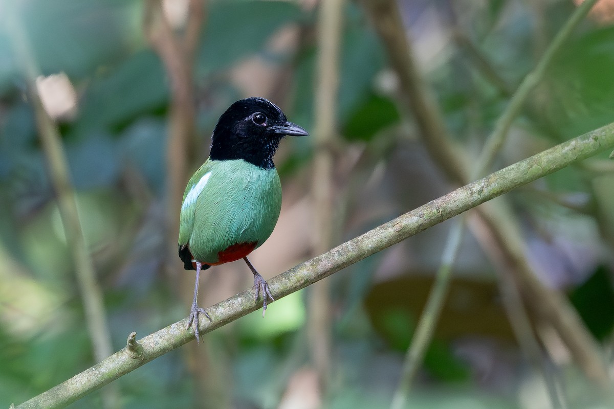 Western Hooded Pitta - ML642797999