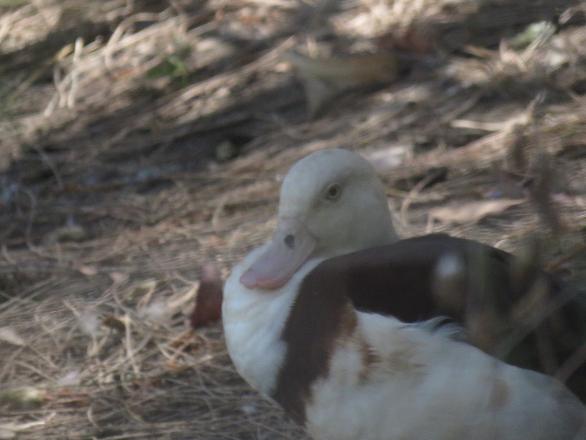 Radjah Shelduck - ML642798008