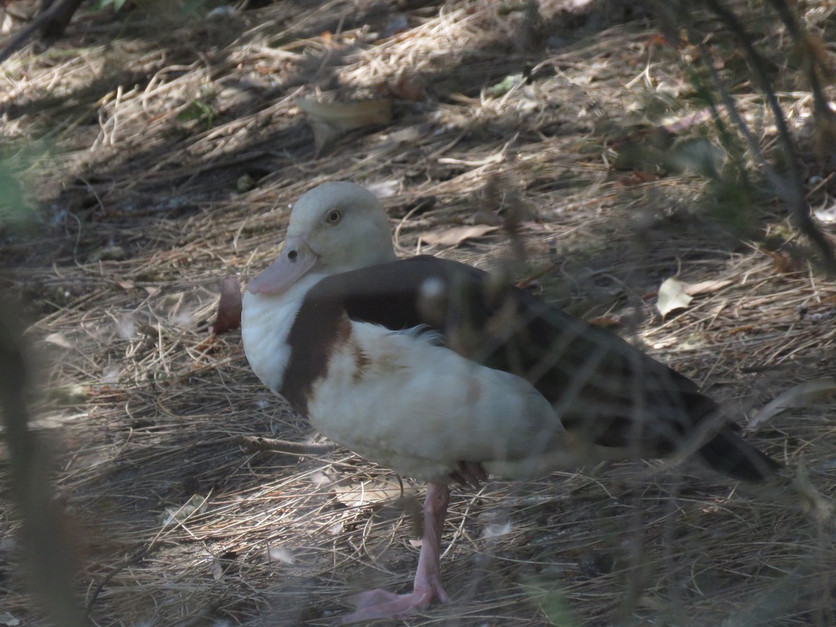 Radjah Shelduck - ML642798009