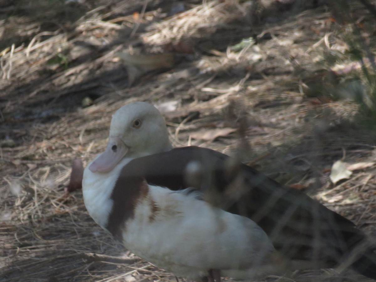 Radjah Shelduck - ML642798010