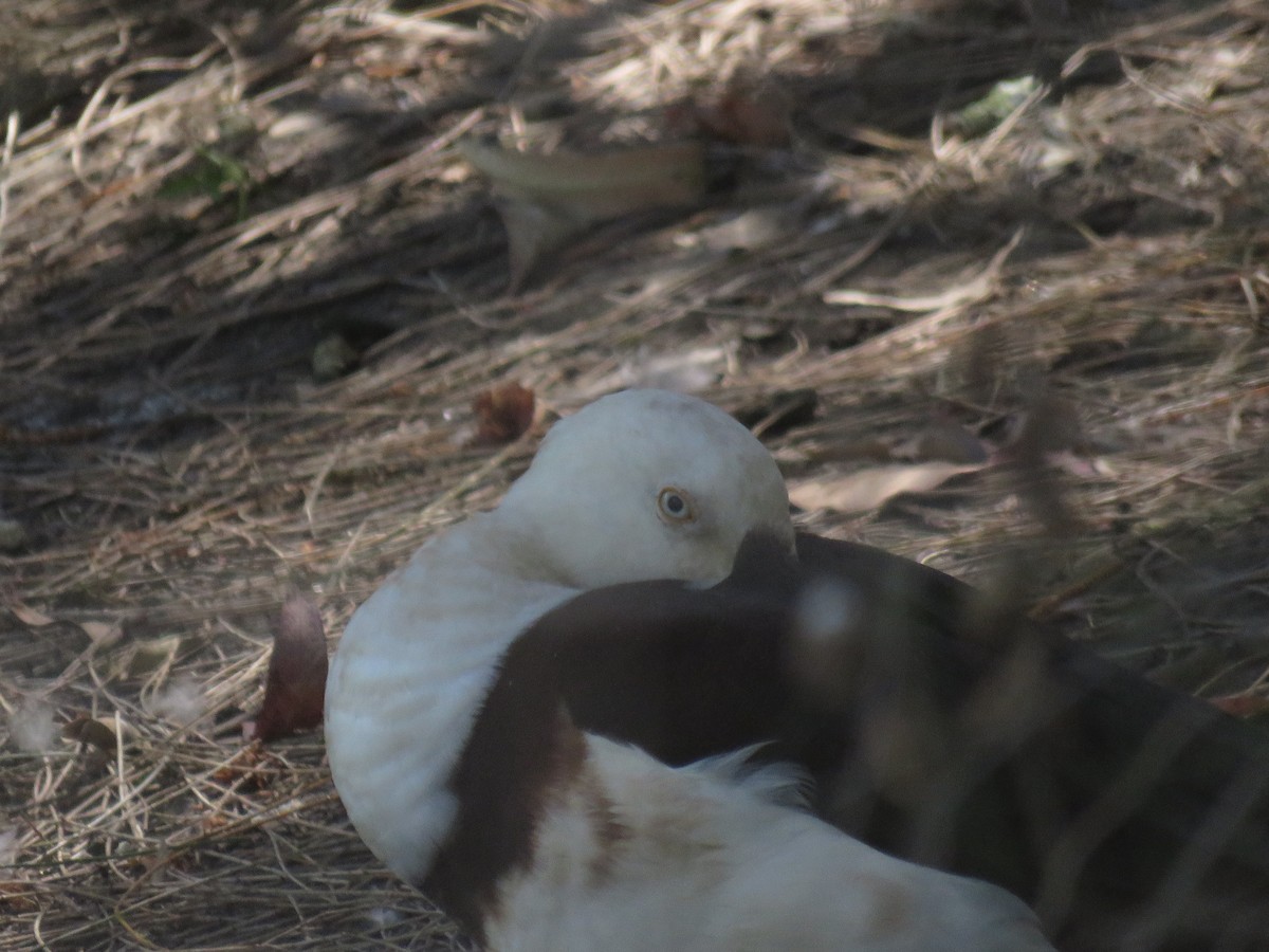 Radjah Shelduck - ML642798011