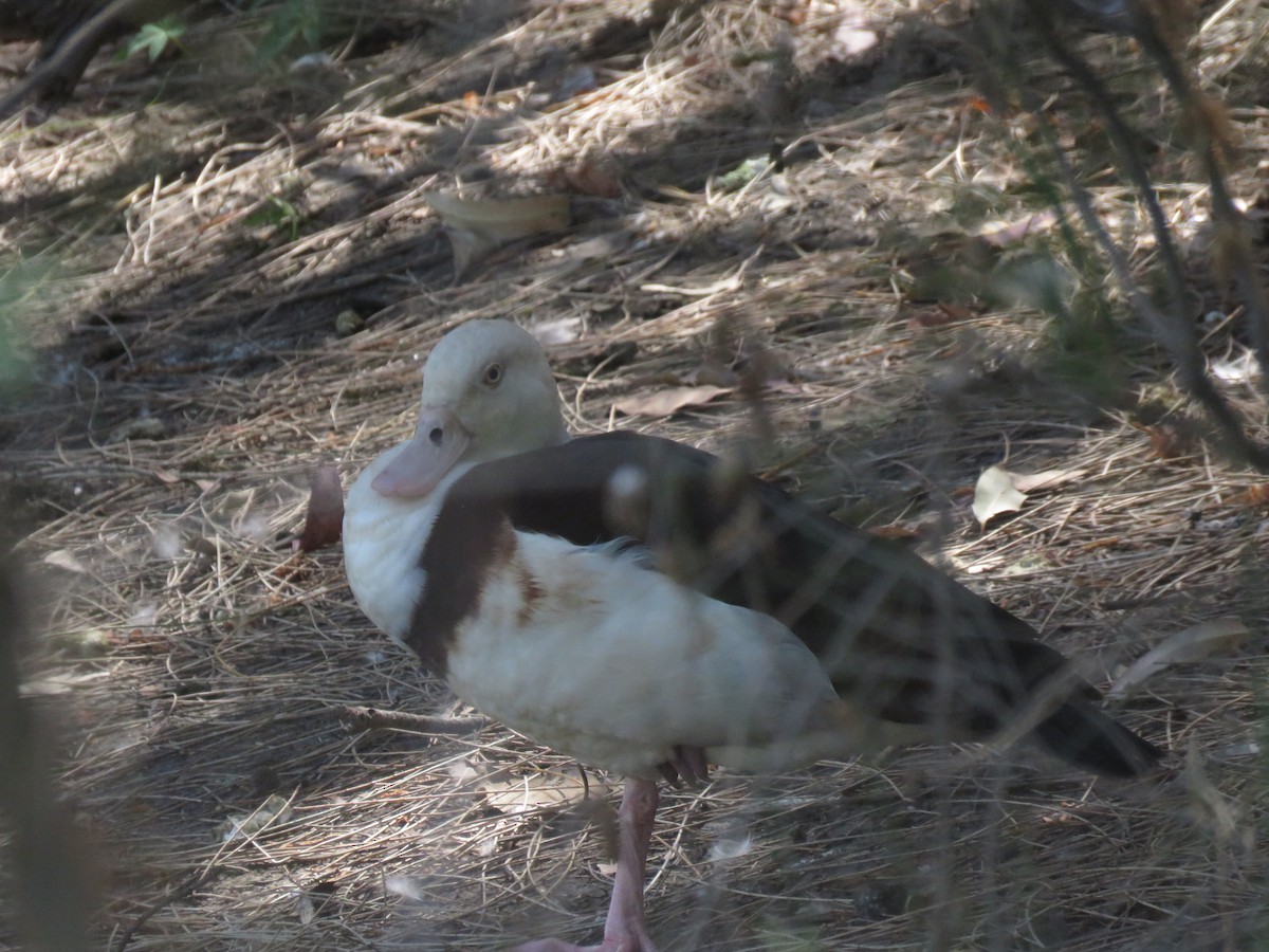 Radjah Shelduck - ML642798012