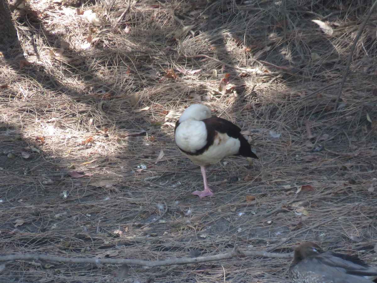 Radjah Shelduck - ML642798013
