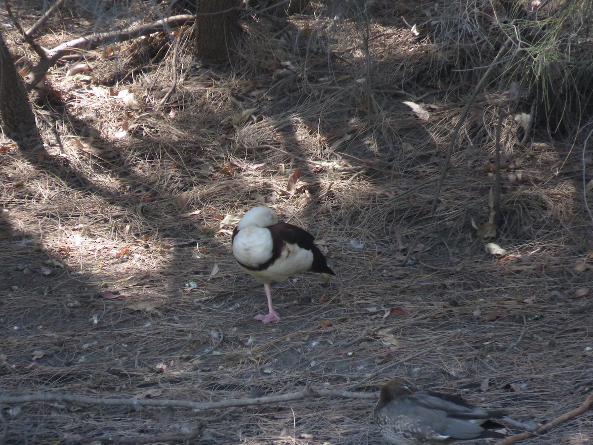 Radjah Shelduck - ML642798014