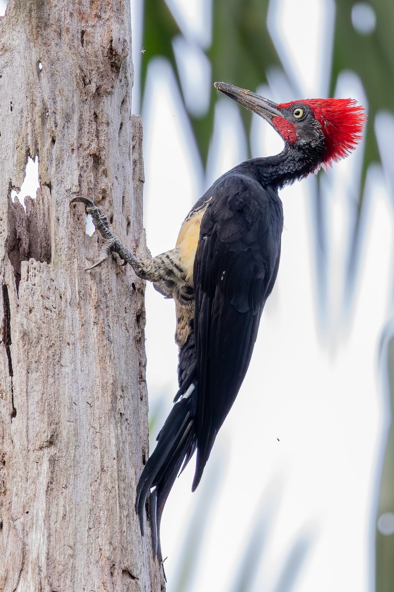 White-bellied Woodpecker - ML642798017